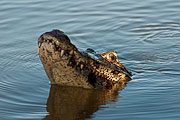 Picture 'Br1_1_01086 Caiman, Caiman crocodilus, Pantanal Caiman, Brazil'